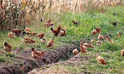 果园养鸡视频,生态循环农业的生动实践