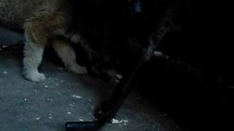 流浪狗咬死流浪猫视频,流浪狗咬死流浪猫，引发网友热议