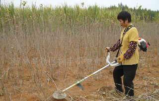 割桑机视频,农业现代化新篇章